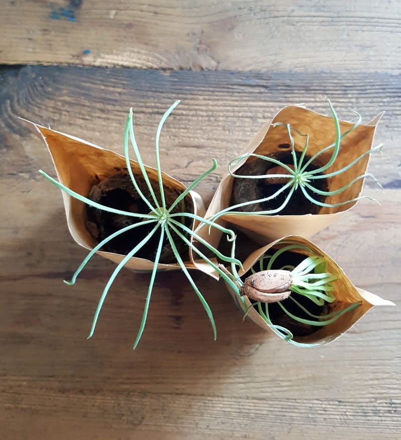 Holidays Tree Greetings Pack, We Plant 30 Trees-3