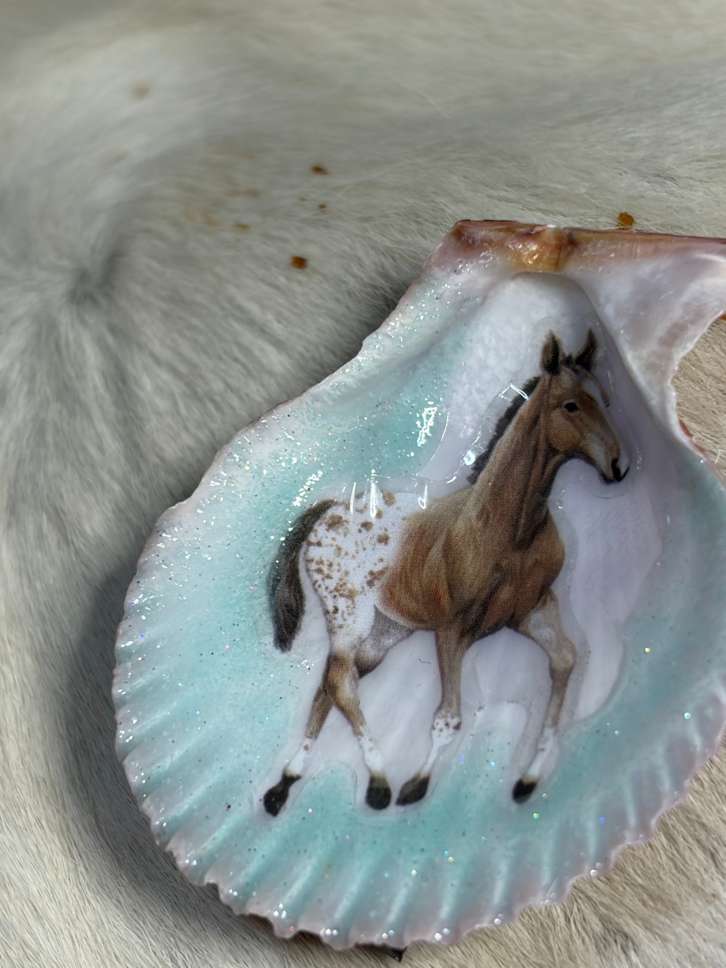 Resin Appaloosa Horse Seashell Refrigerator Magnet