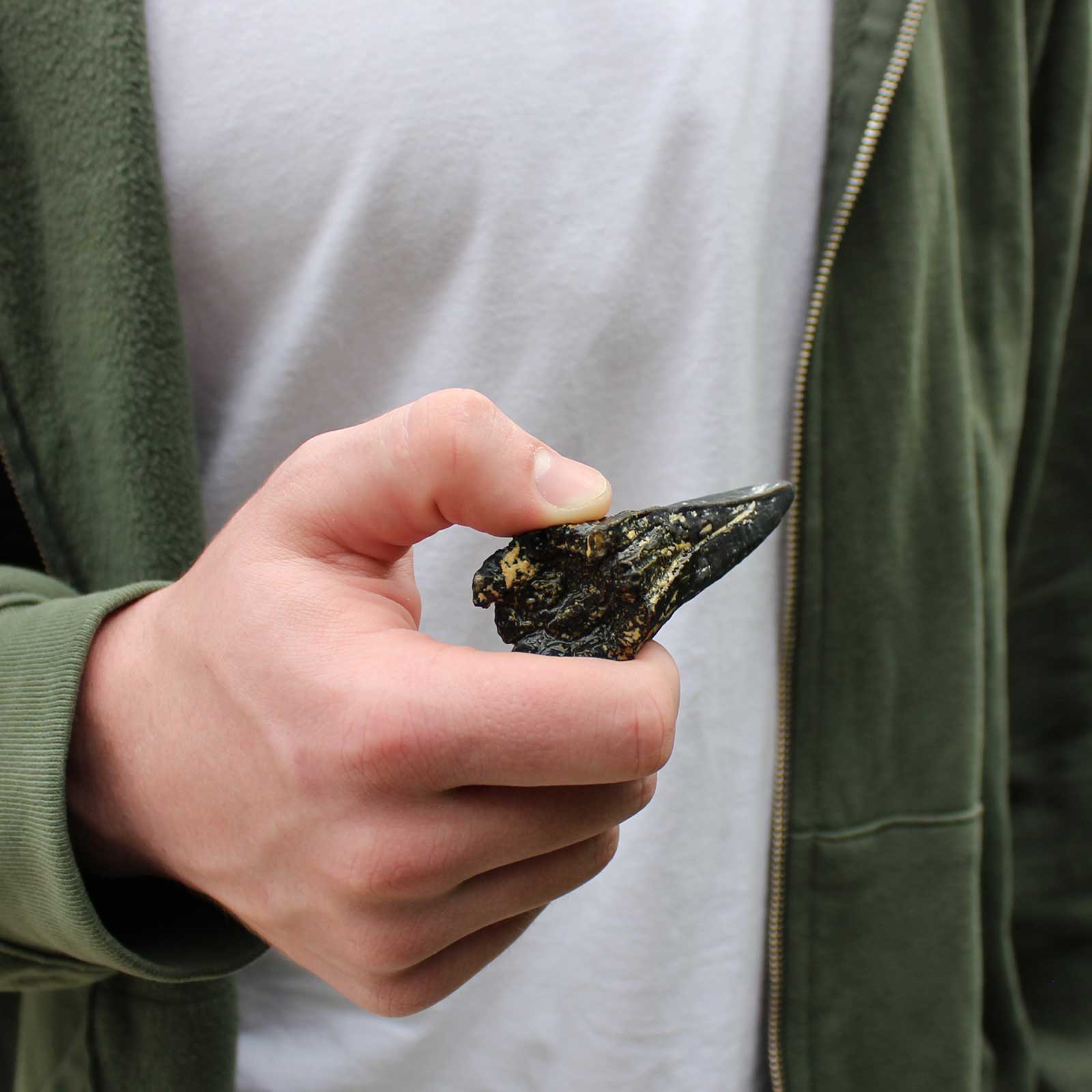 Dino Dexter Dino Tyrannosaurus Rex Tooth Dig Kit-4