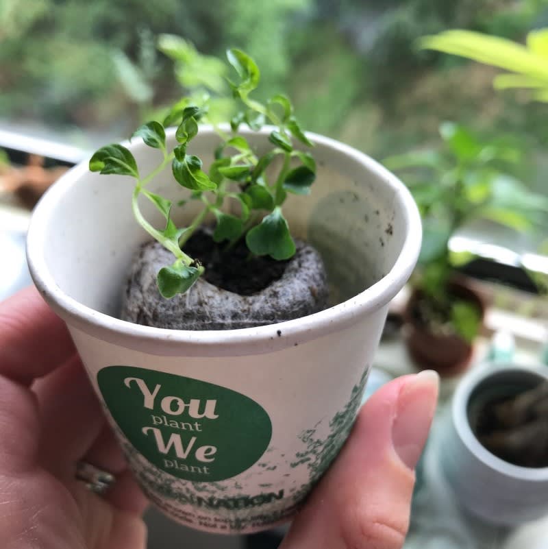 Holidays Tree Greetings Pack, We Plant 30 Trees-2